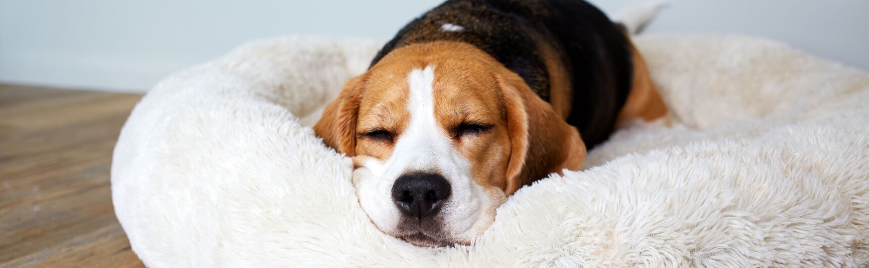 Köpeklerde Regl Döngüsü