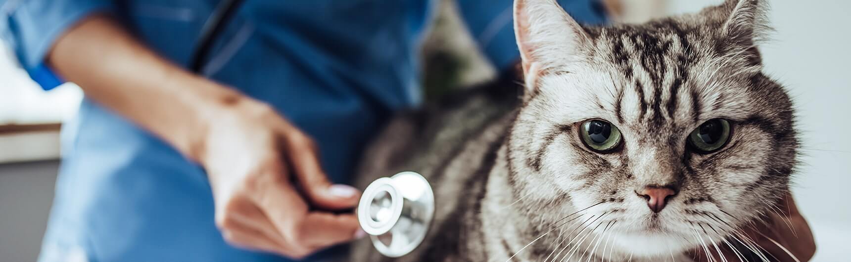 kedilerde-katarakt-2