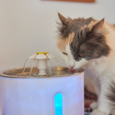 Kedi Su Pınarı Nedir? Ne İşe Yarar? 