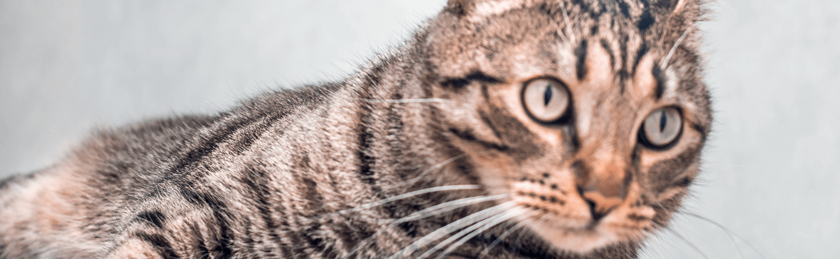 kedilerde-paraziter-hastaliklar2