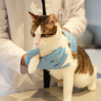 Kediler Neden Kusar ve Nasıl Önüne Geçilir? 