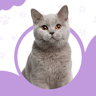 British Shorthair Kedisi Özellikleri, Bakımı ve Karakteri