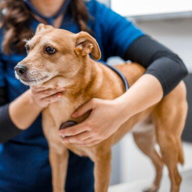 Köpeklerde Kuduz Aşısı: Nedir, Ne Zaman Yapılır, Yan Etkileri Nelerdir?