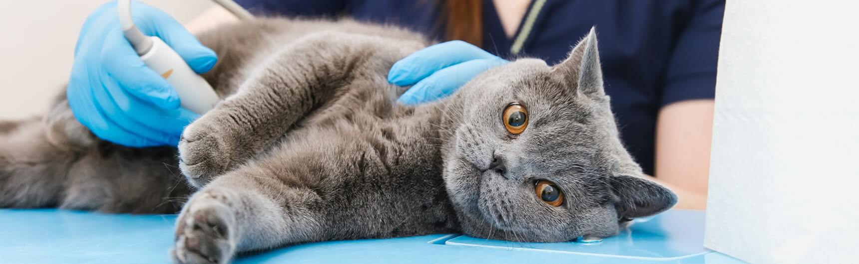 Diagnosis and Treatment of Cat Diarrhea VetAmerican