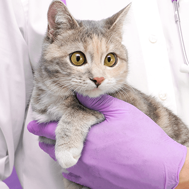 Kedilerde FIP Hastalığı (Coronavirus)