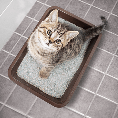 Urinary Tract Infection in Cats