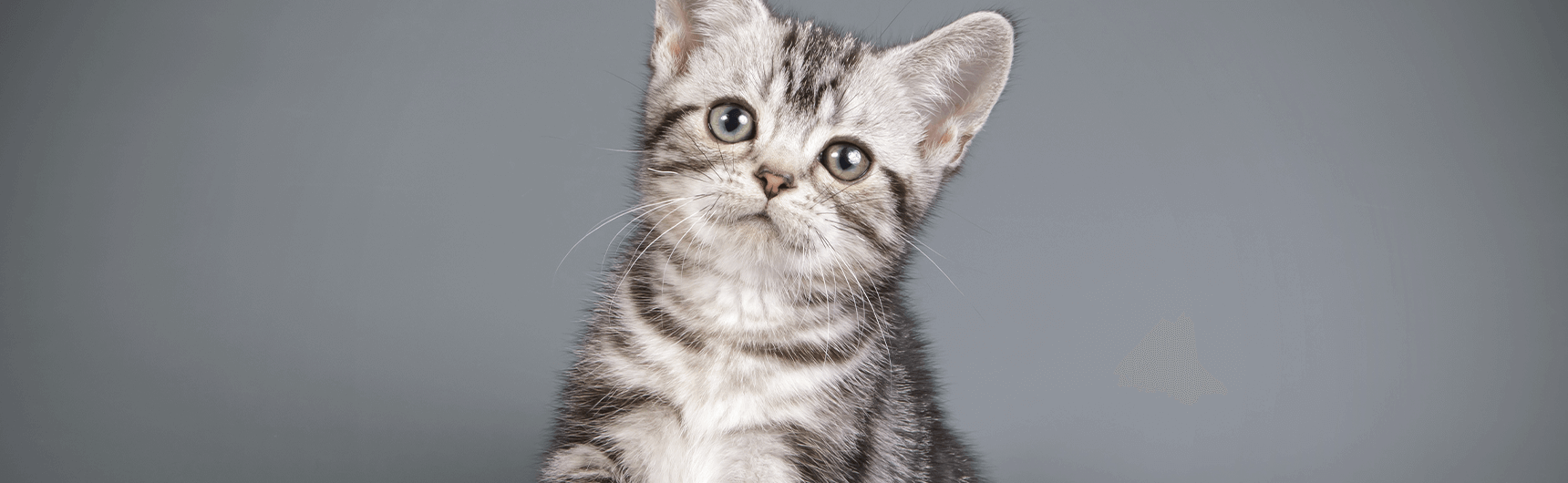 american-shorthair-1