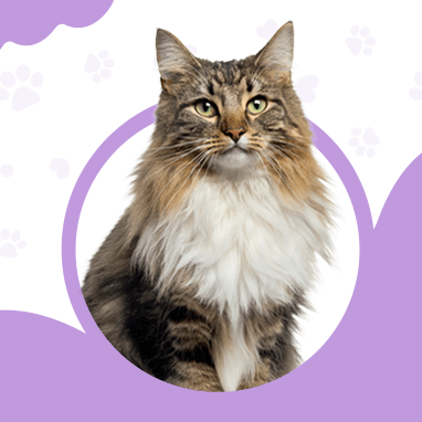 Norveç Orman Kedisi Özellikleri, Bakımı ve Karakteri