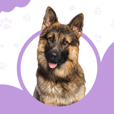 Alman Çoban Köpeği (Alman Kurdu) Özellikleri, Bakımı ve Karakteri